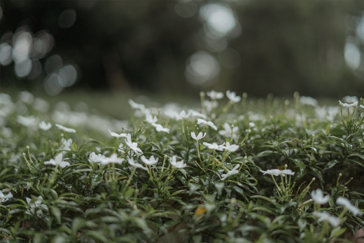 Spring awakens: Lily of the Valley π±