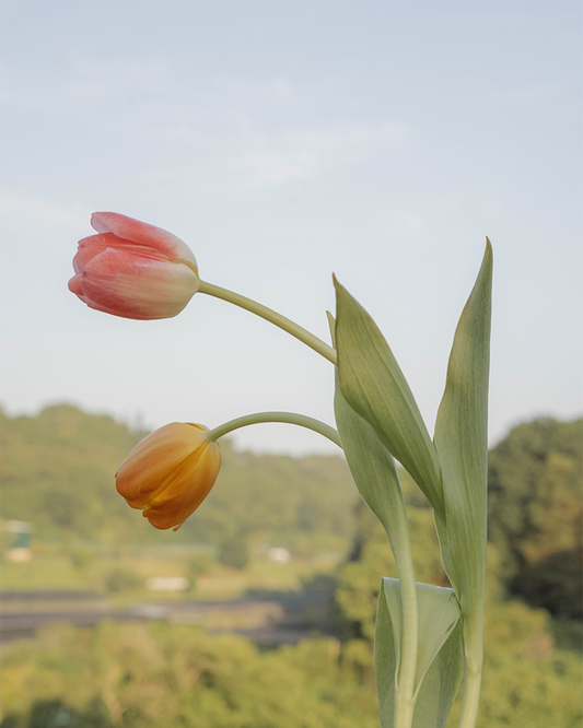 Jewels of the garden, Tulips 🌷